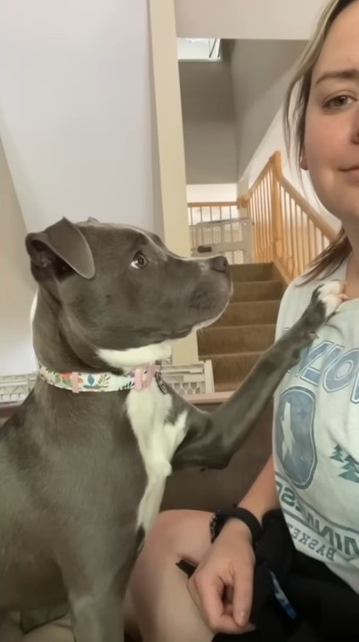 puppy looking at woman