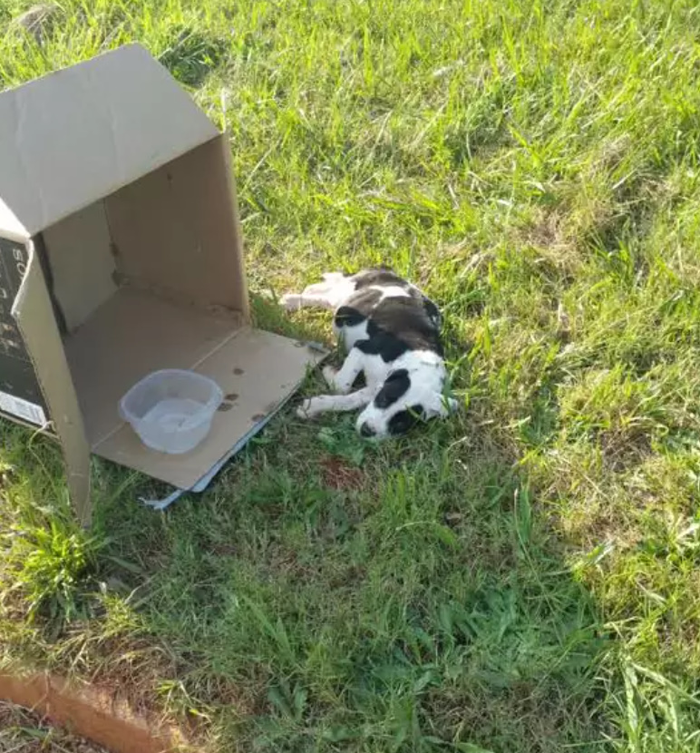 puppy next to a box
