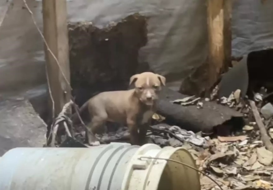 puppy next to ruins