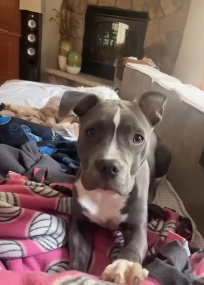 puppy on bed 