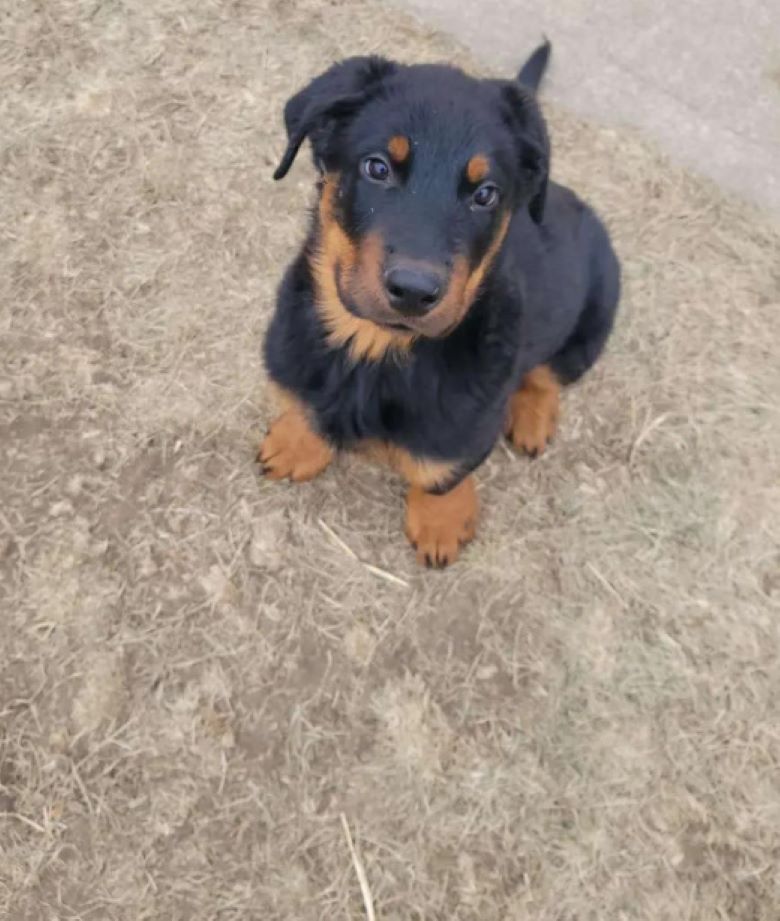 puppy outside sitting