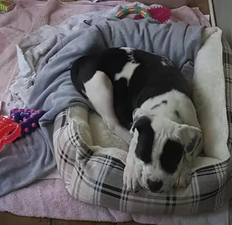 puppy sleeping in a dog bed