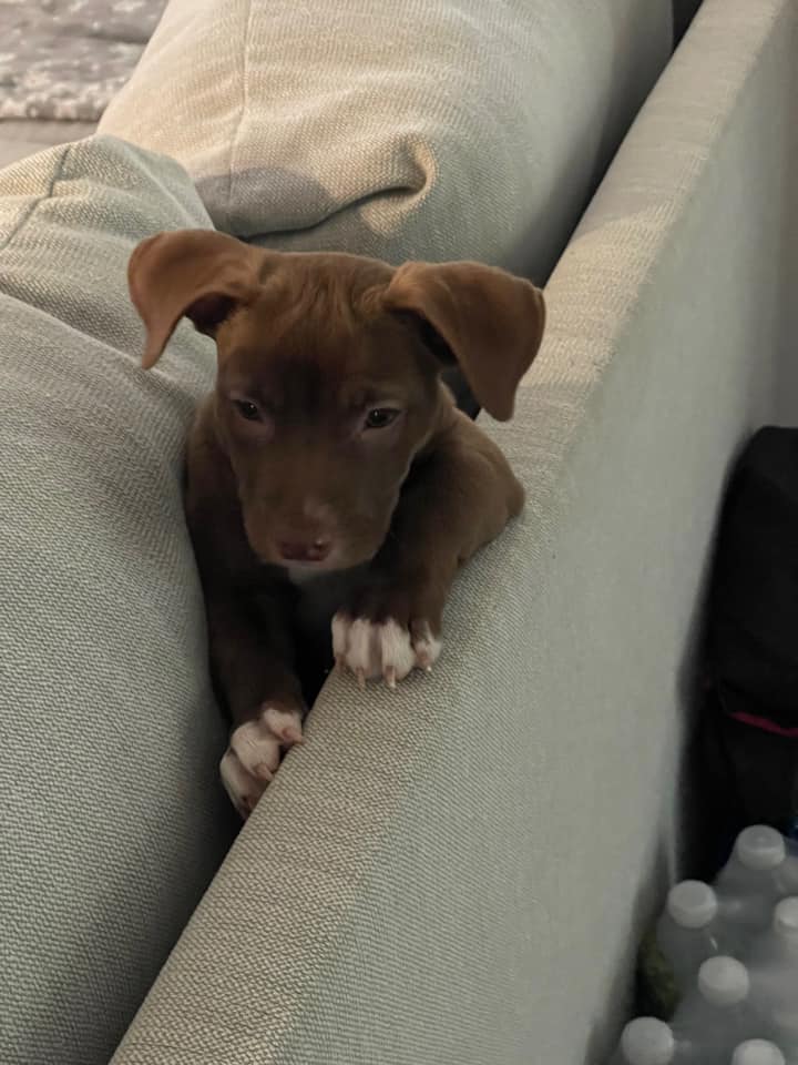 puppy stuck on couch