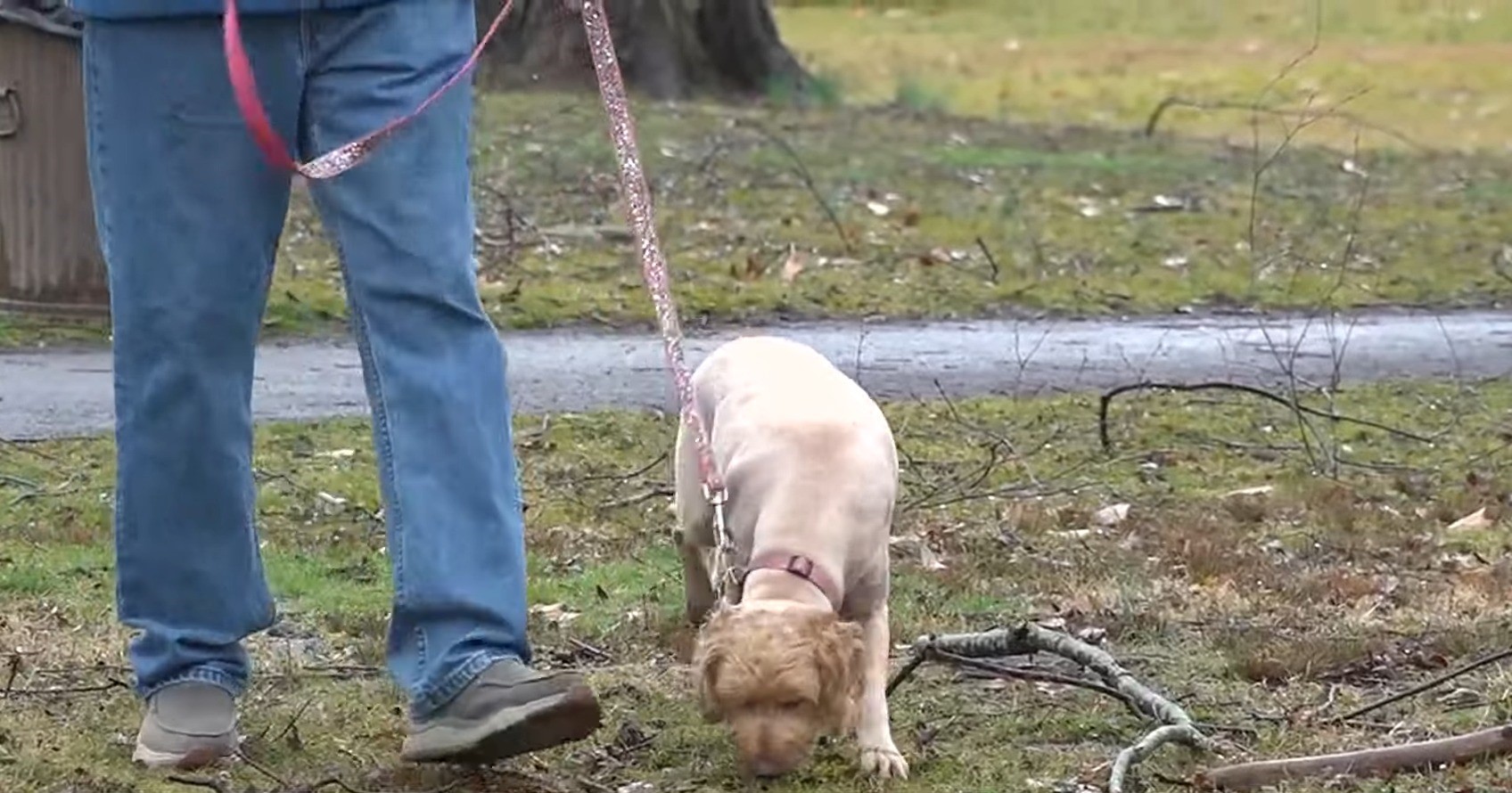 puppy walking on leash 