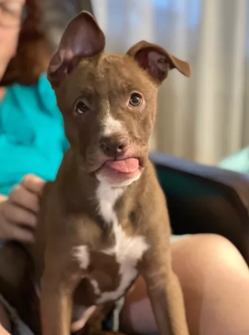 puppy with face deformity 