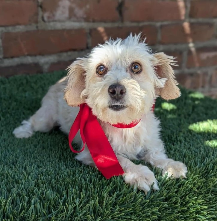 puppy with red bow around neck