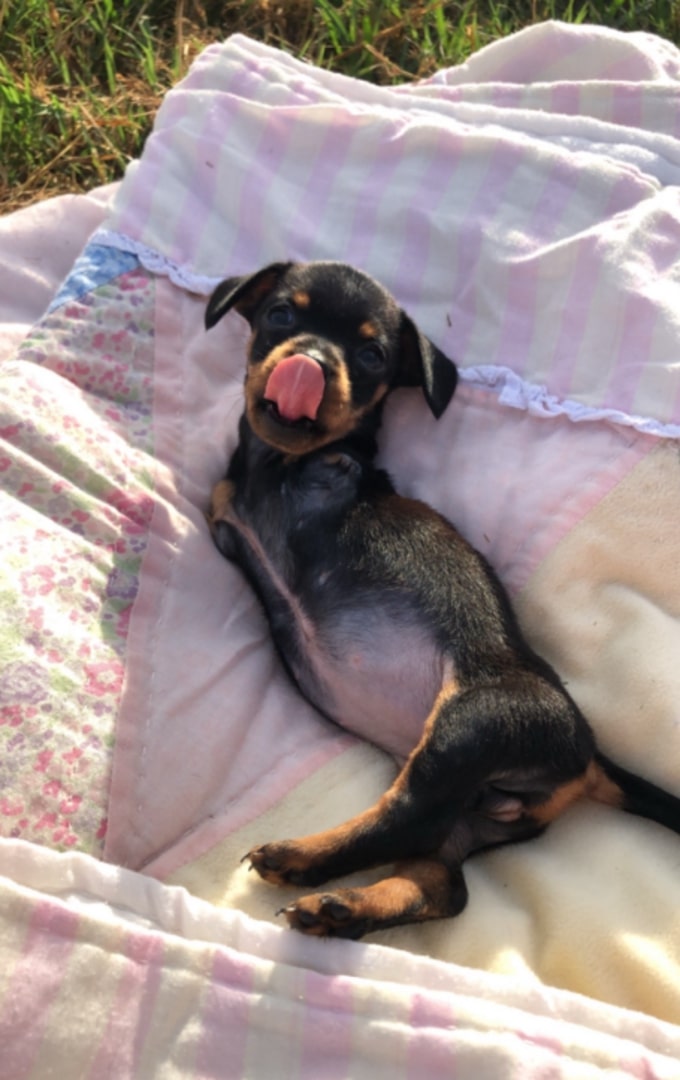 puppy with two legs