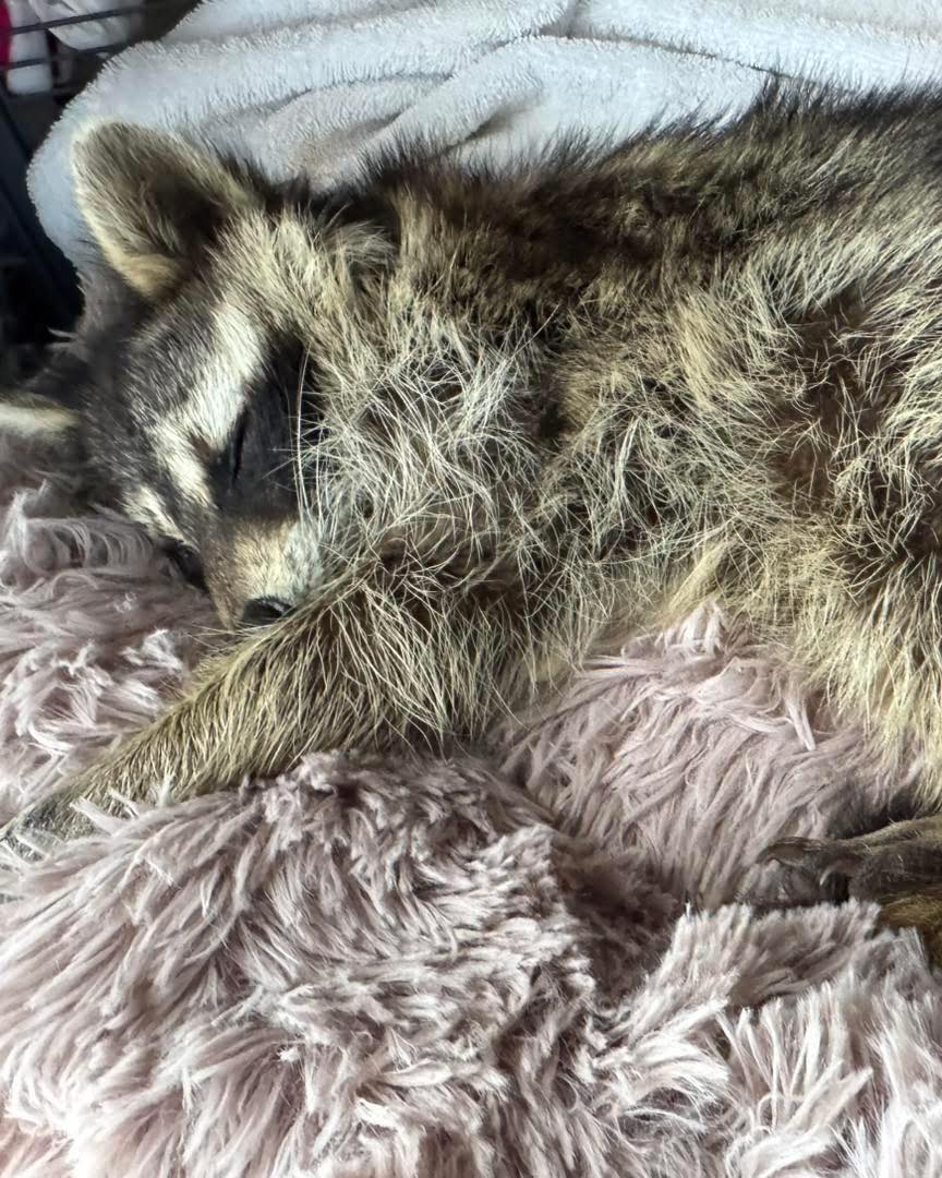 raccoon sleeping