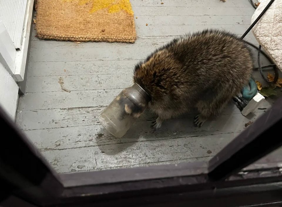 raccoon with a jar on its head