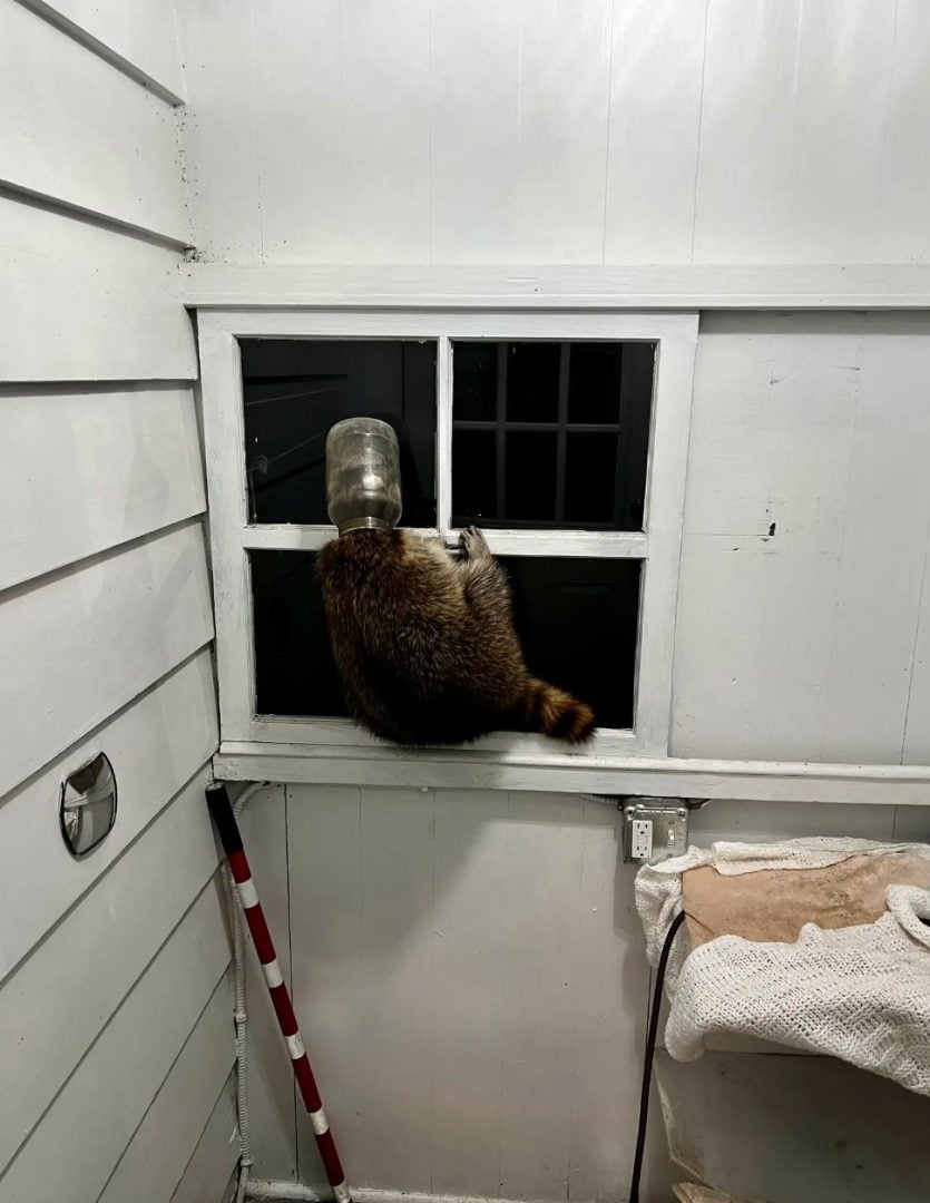 raccoon with a jar