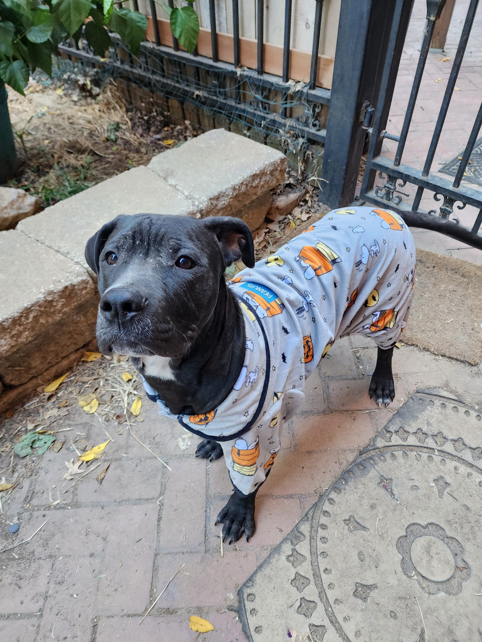 rescue dog in pajamas