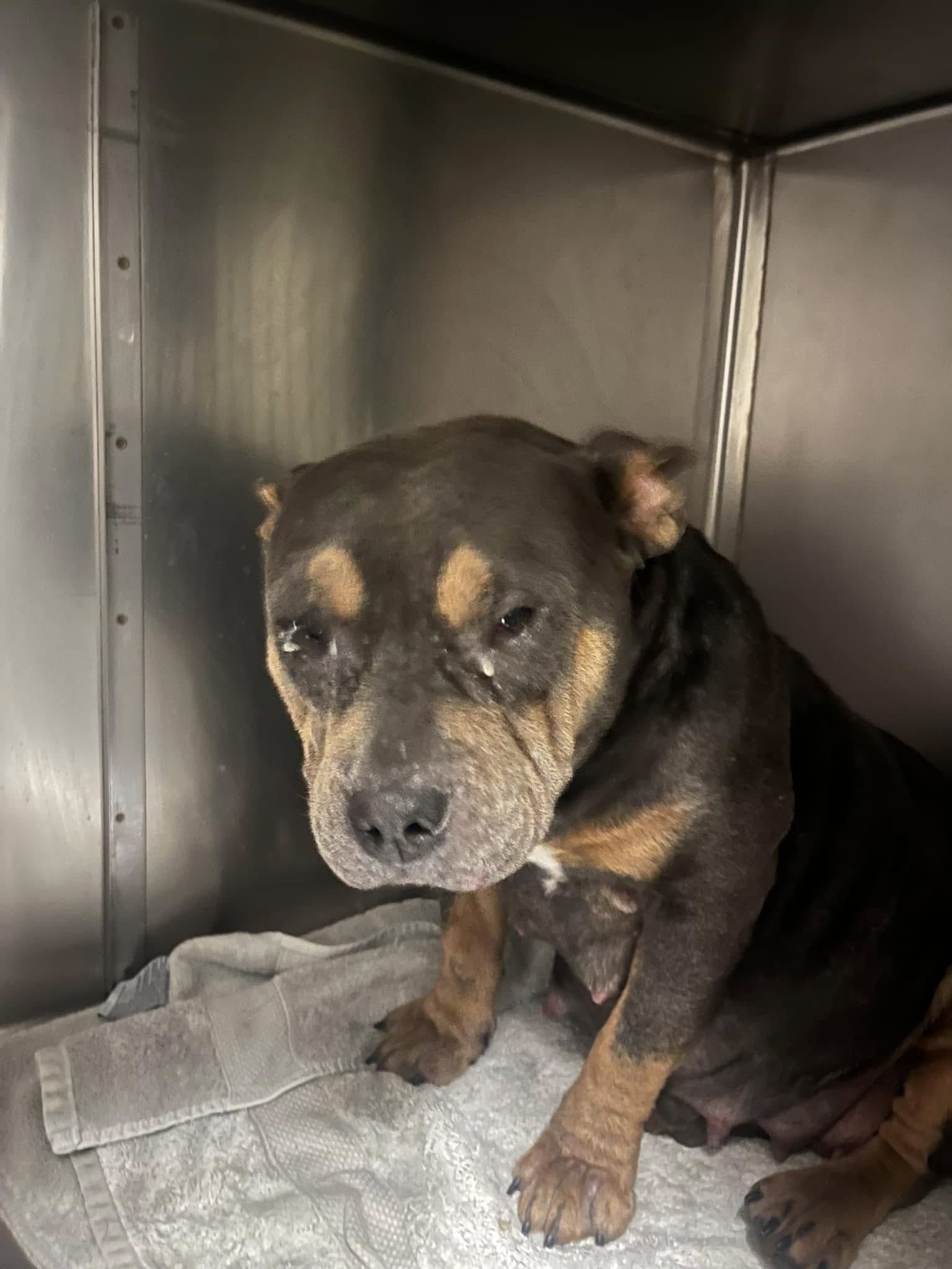 rescue dog inside the crate