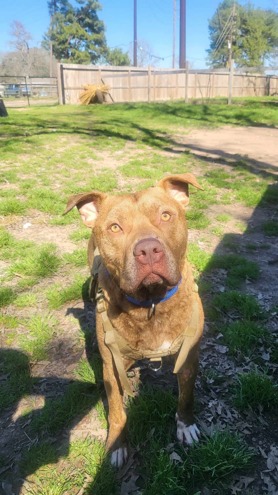 rescue dog sitting in the grass