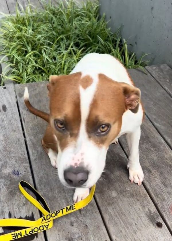 rescue dog sitting on a porch