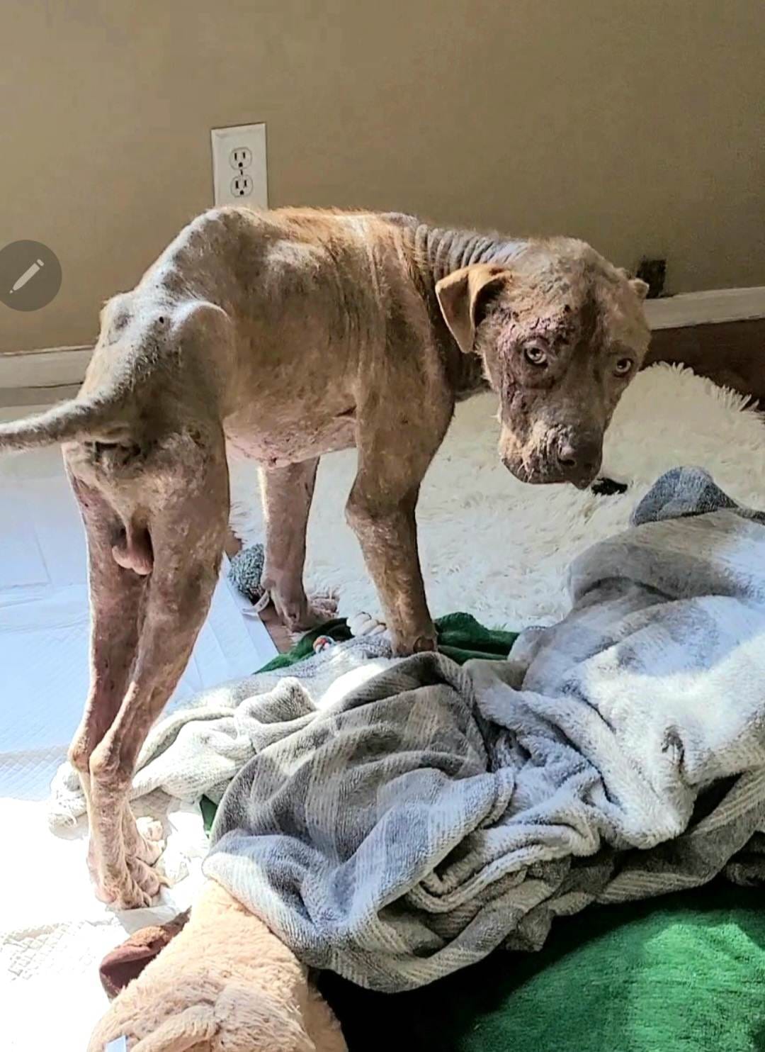 rescue dog with bad skin infection