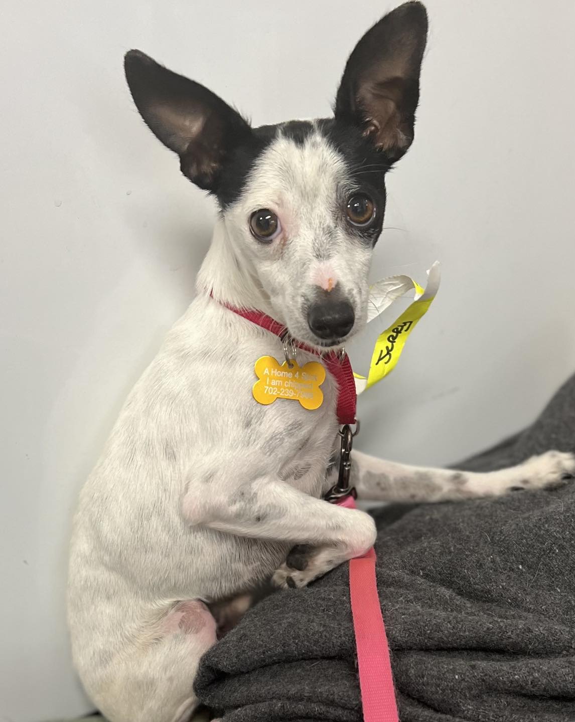 rescue pup on a leash