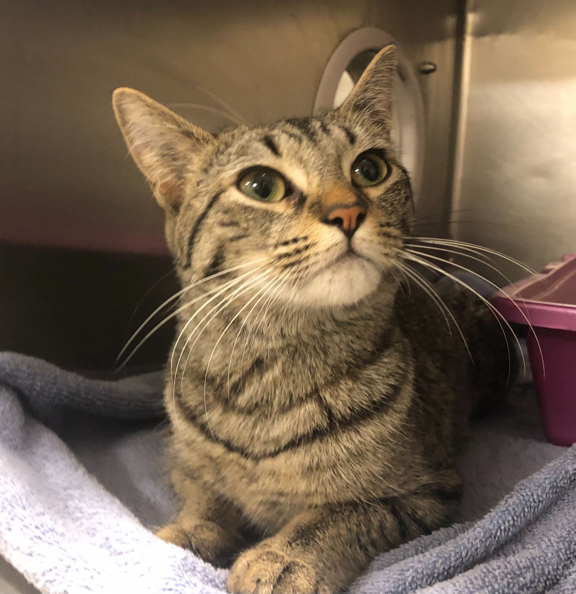 rescued cat
