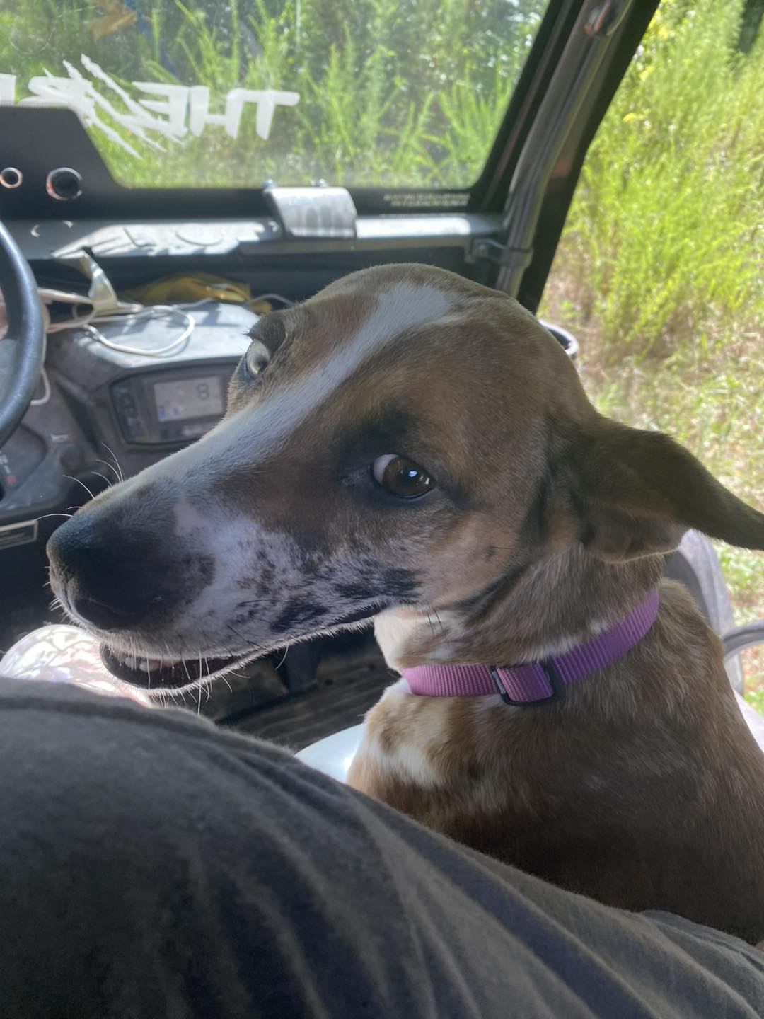rescued dog in car