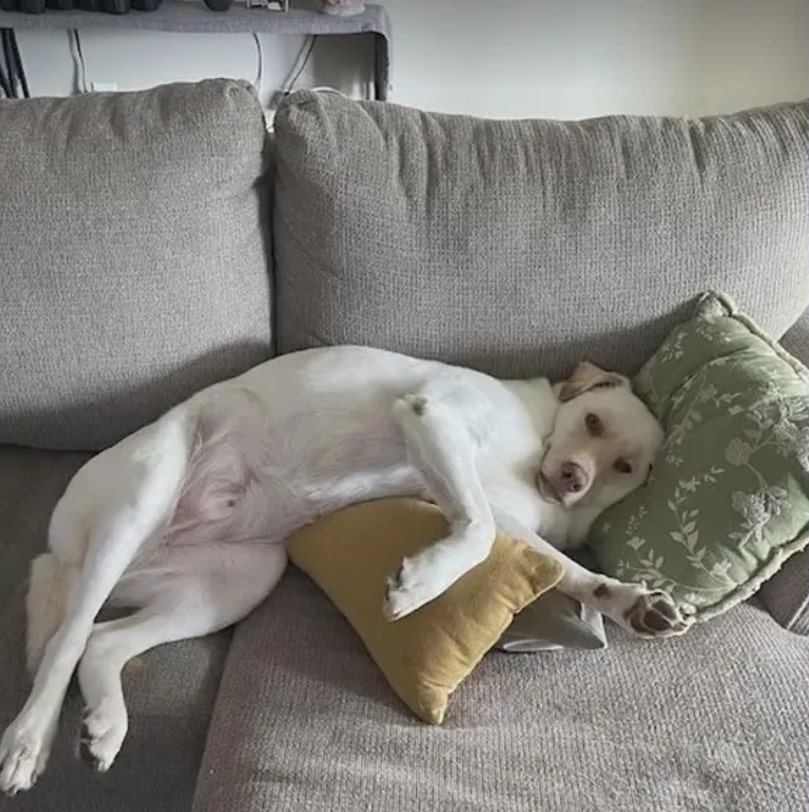 rescued dog lying on couch