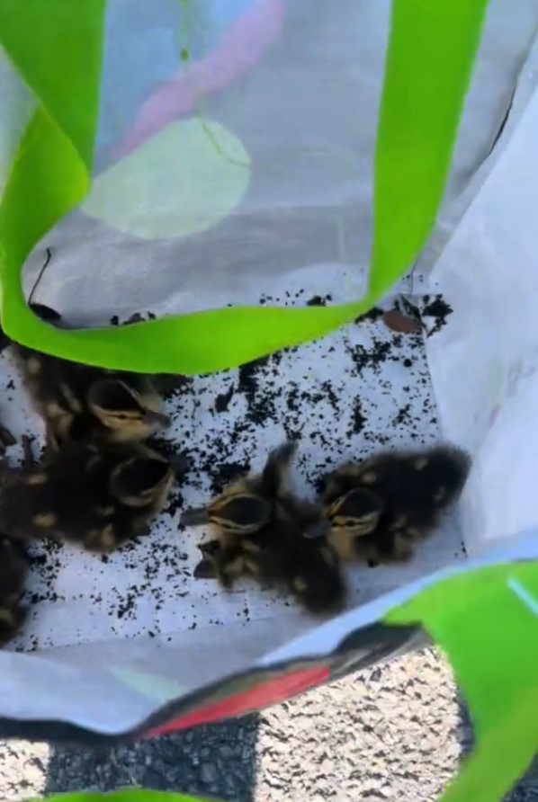 rescued ducklings in a bag