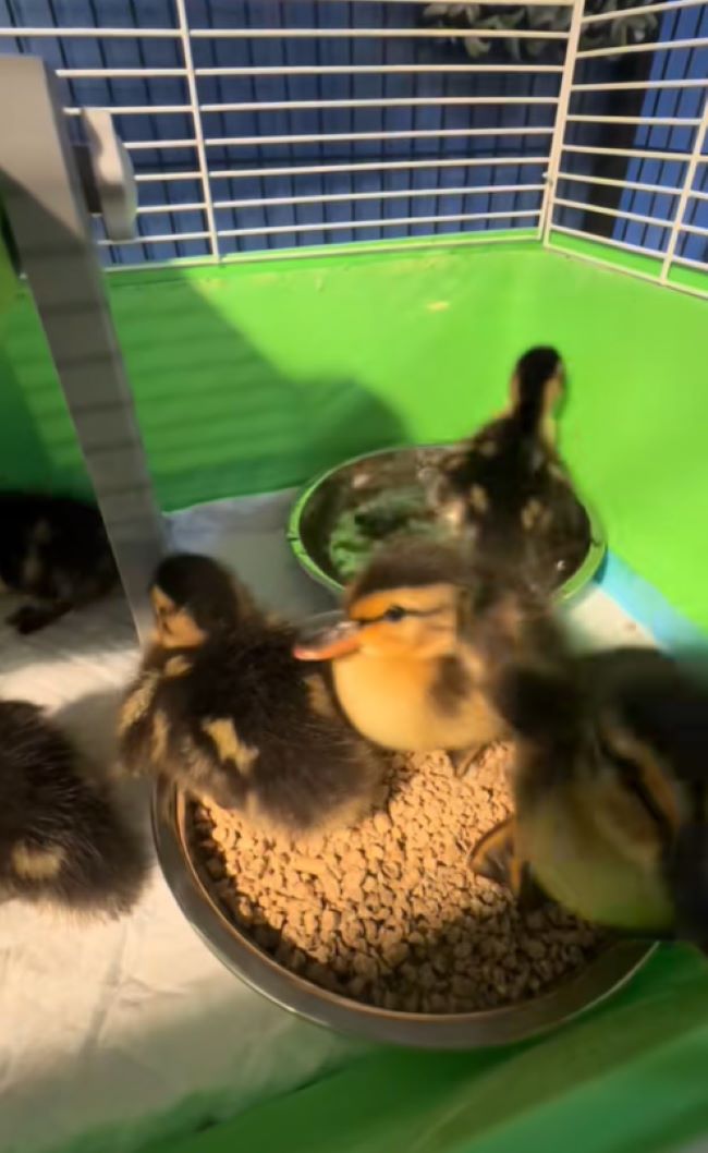 rescued ducklings 