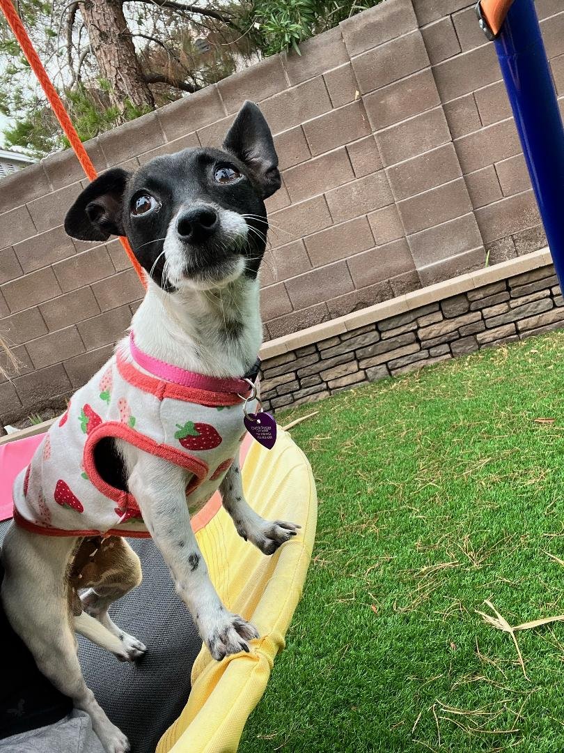 rescue pup in the yard