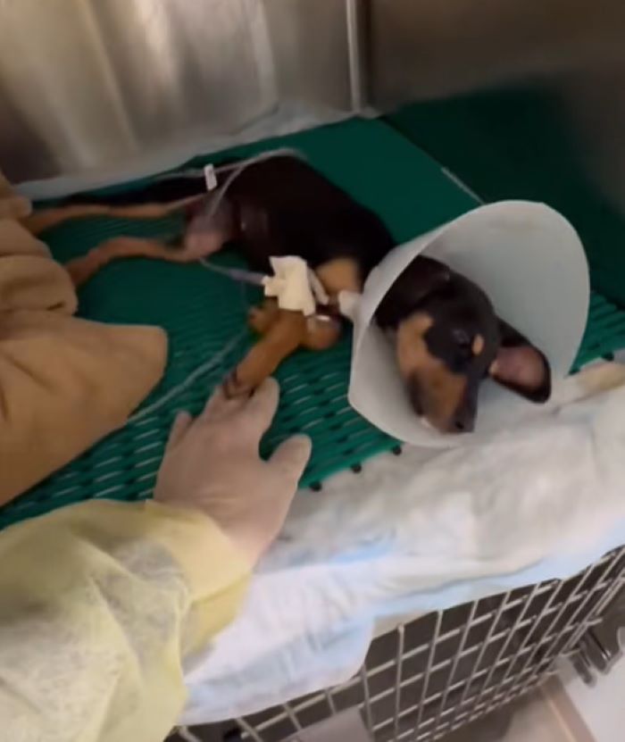 rescued puppy lying
