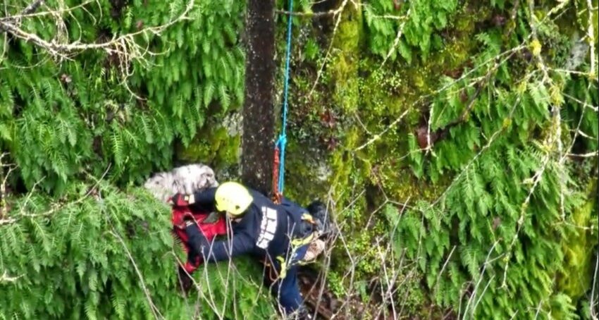 rescuer saving a dog stuck on cliff