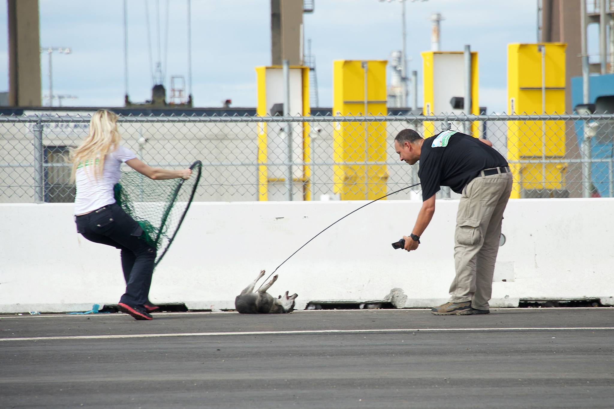 rescuing dog in the net
