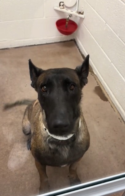sad belgian malinois