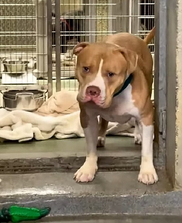 sad brown and white pitbull