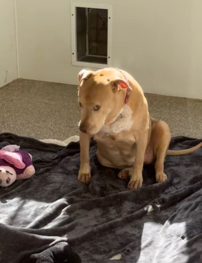 sad dog