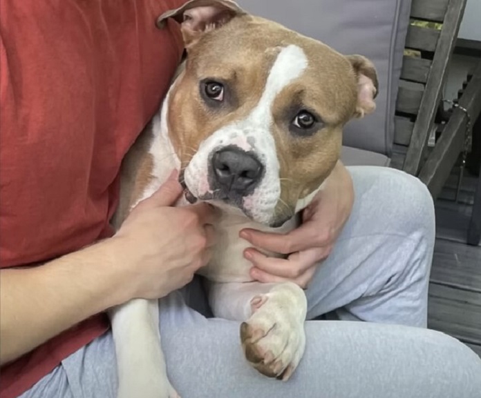 sad dog