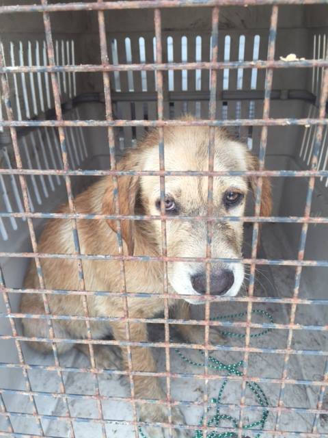 sad dog in cage