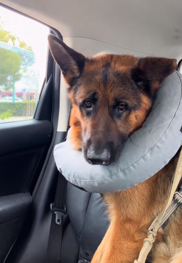 sad dog in car