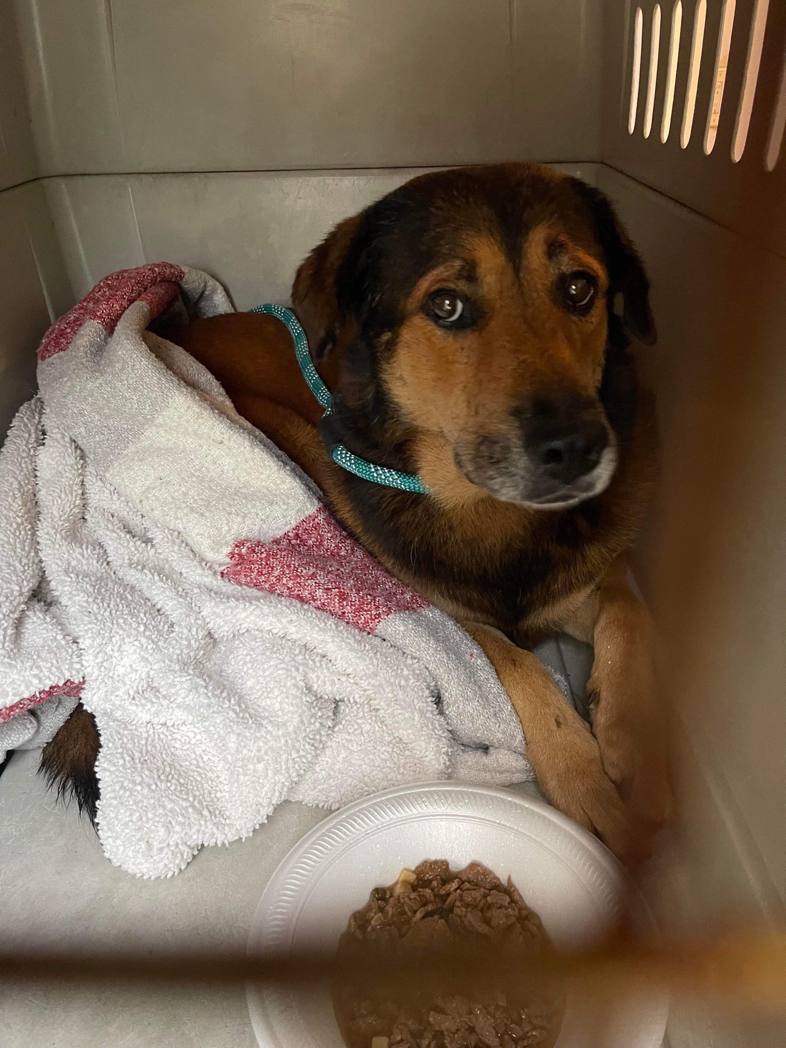 sad dog in crate