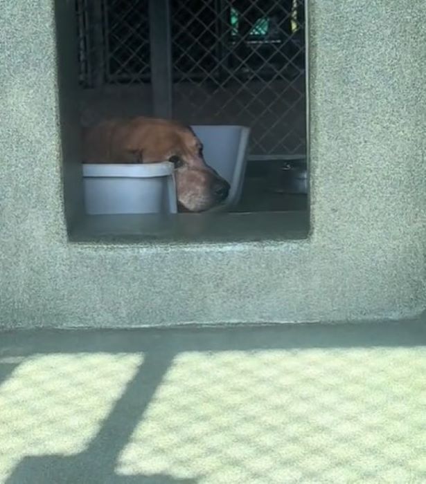 sad dog in shelter 