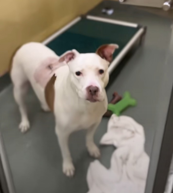 sad dog in shelter 