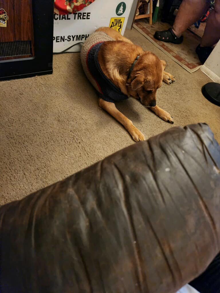 sad dog laying down