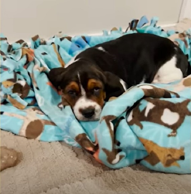 sad dog laying down