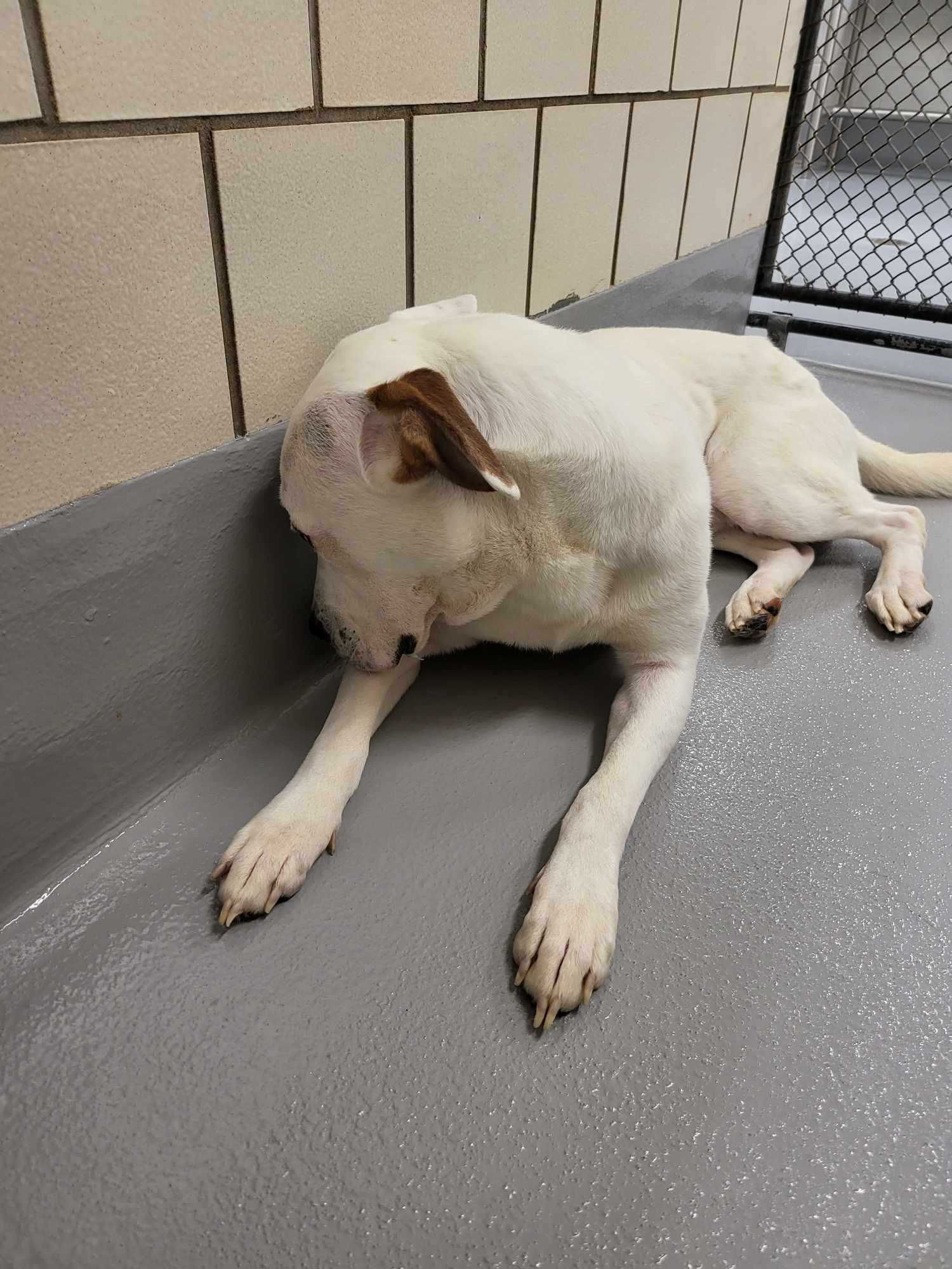 sad dog trying to hide