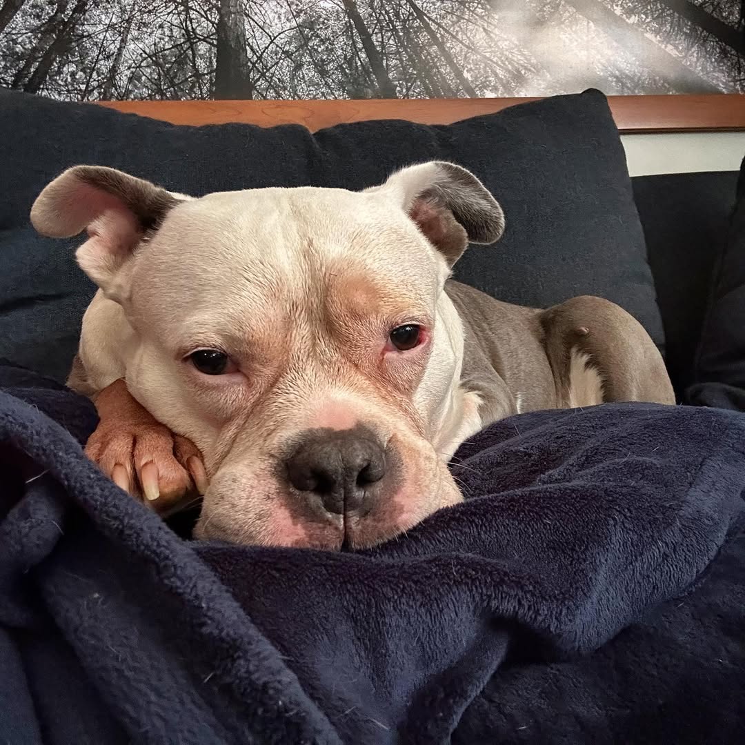 sad dog sleeping on blanket