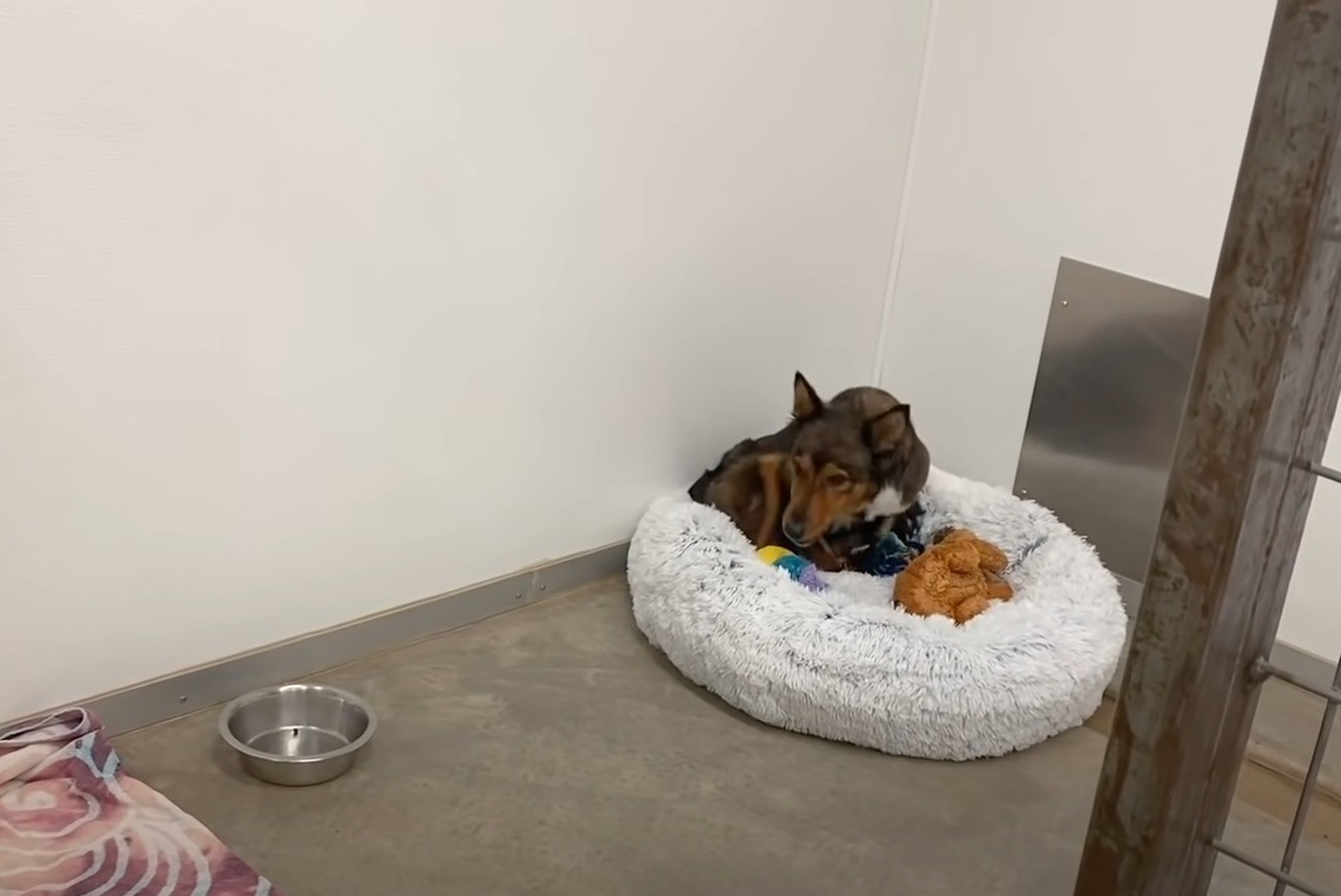 sad mama dog in bed 
