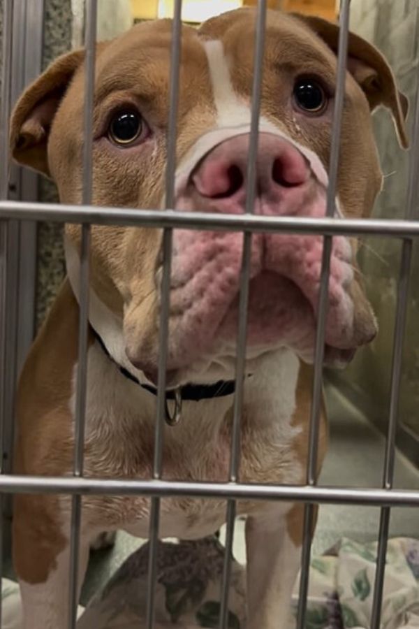 sad pitbull in kennel