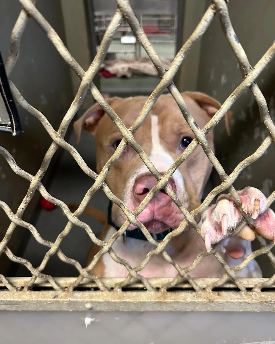 sad pitbull looking through kennel bars