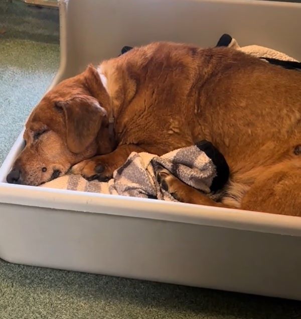 sad senior dog sleeping 