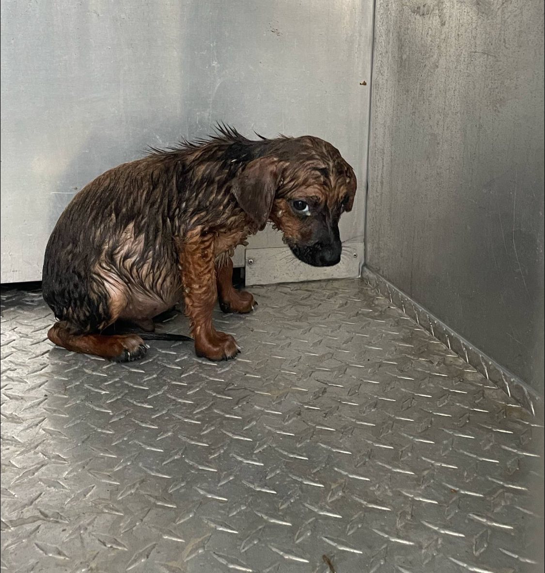 sad tiny puppy