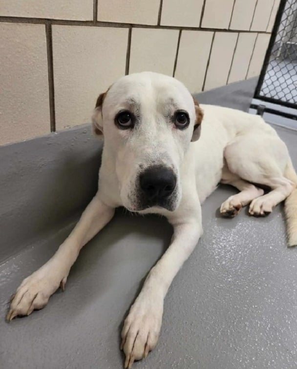 sad white dog 