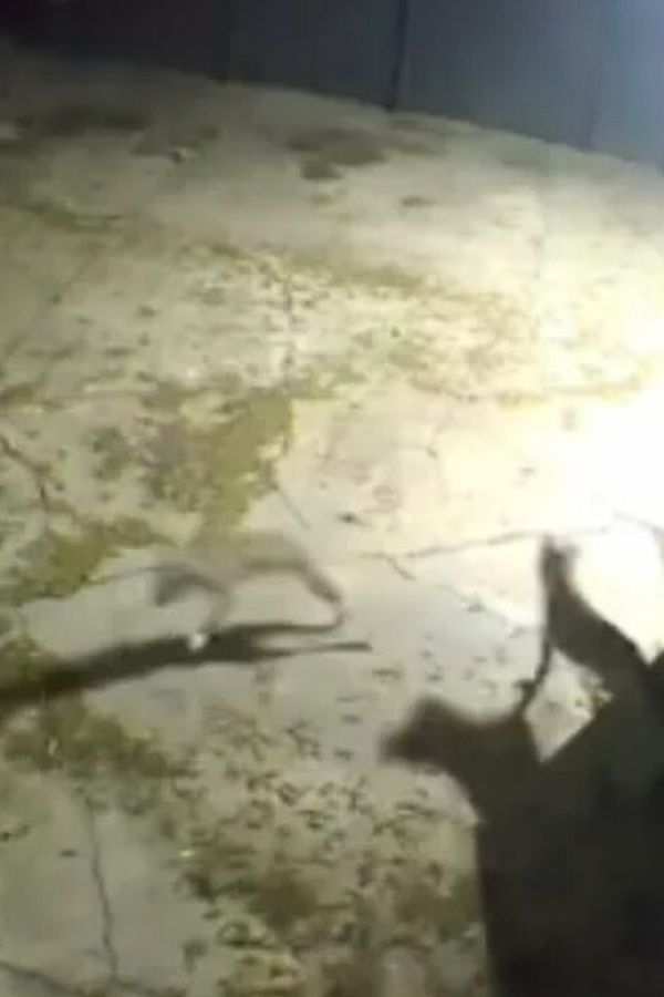 scared puppy in the dark 
