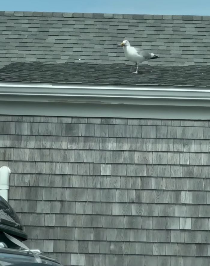 seagull on roof